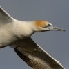 Terej australsky - Sula serrator - Australian Gannet - takapu 1786